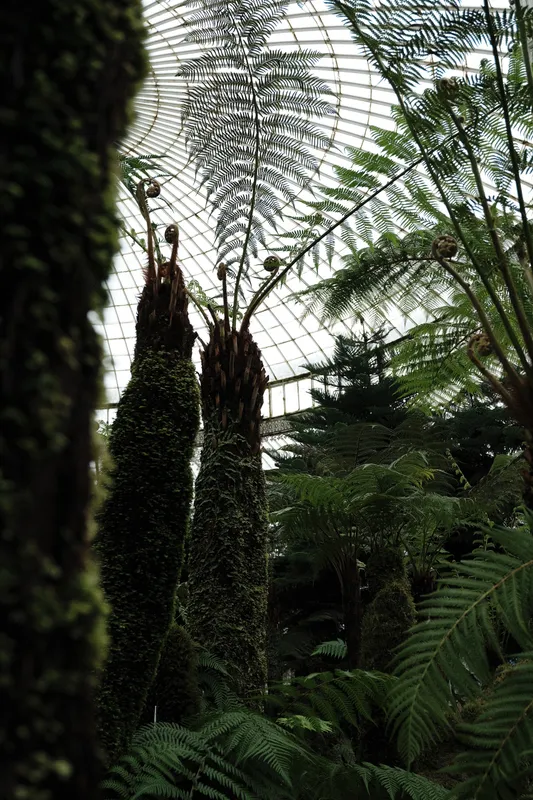 big old fern, Botanical Garden, Glasgow