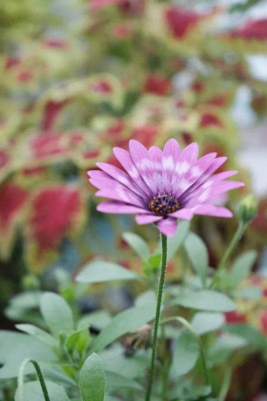 Detail shot auf a purple flower in the botanical garden, Glasgow